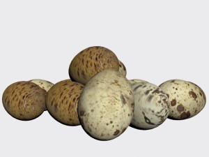 quail egg 3D Model