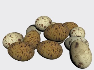 quail egg 3D Model