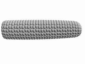 corn 3Dモデル