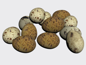 quail egg Modelo 3D