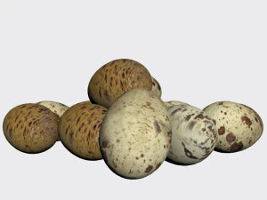 quail egg 3D Model
