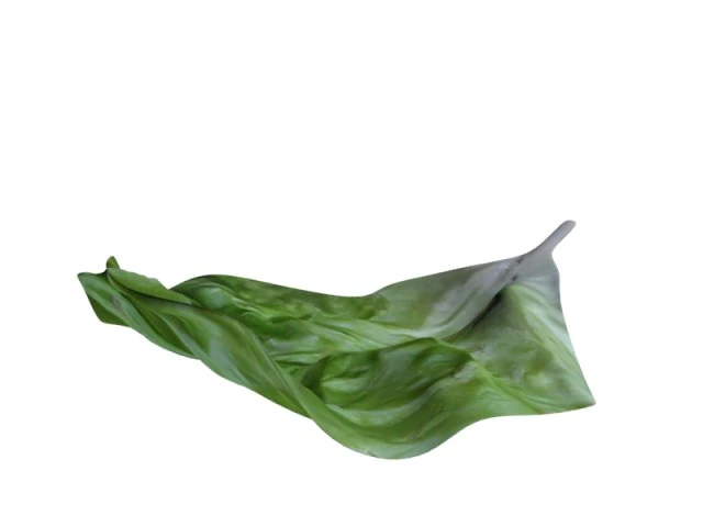 lettuce leaf 3D Print Model .c4d .max .obj .3ds .fbx .stl .blend 