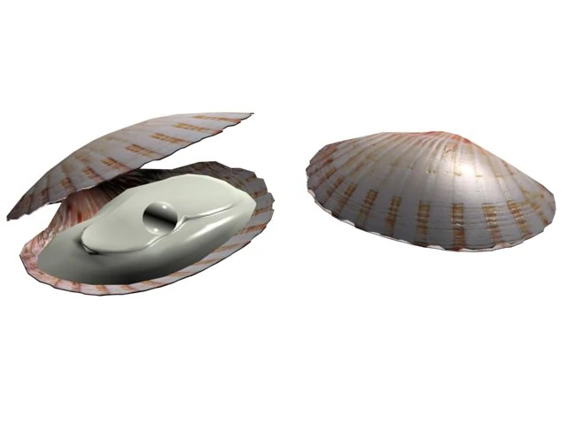 shell in pearl 3D Model .c4d .max .obj .3ds .fbx .stl .blend 