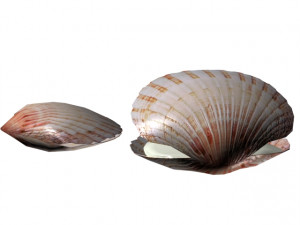 shell in pearl Modelo 3D
