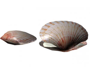 shell in pearl 3D Model