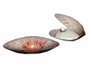 shell in pearl Modelo 3D