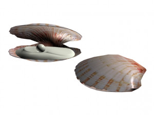 shell in pearl Modelo 3D