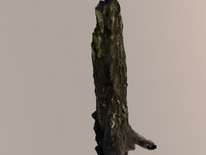 broken tree trunk 3D 모델