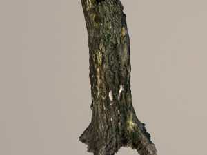broken tree trunk 3D Модель