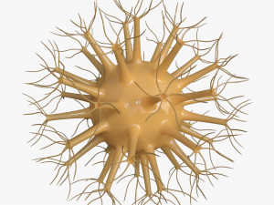 viruses 3D 모델