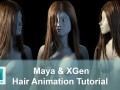 Female Hair Animation with Maya XGen 3D Model