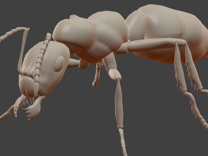 ant model 3D 모델