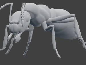 ant model 3D Model