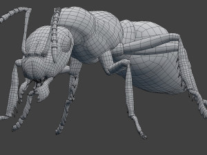 ant model 3D Модель