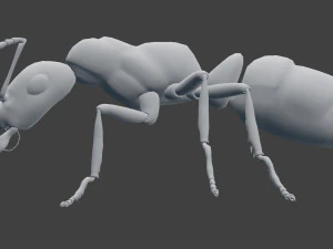 ant model 3D Model