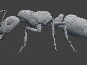 ant model 3D Модель