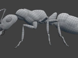 ant model 3D Model