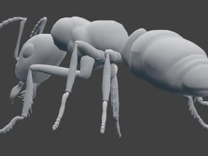 ant model 3D Model