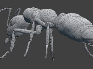 ant model 3D Модель