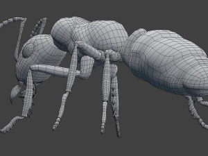 ant model 3D Model