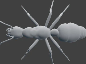 ant model 3D Model