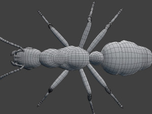 ant model 3D Модель