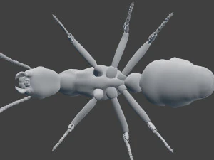ant model 3D Model