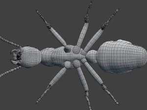 ant model 3D Model