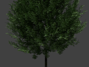 realistic tree 3D 모델