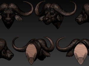 african buffalo head Modèles 3D en vedette