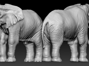 elephant african 3D Print Model