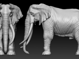 elephant african 3D Print Model