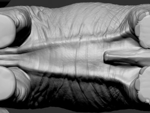 elephant african 3D Print Model