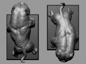 Ex&oacute;tico Pitbull Americano Modelo de Impressão 3D