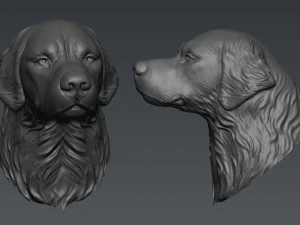 Golden Retriever 3D Print Model