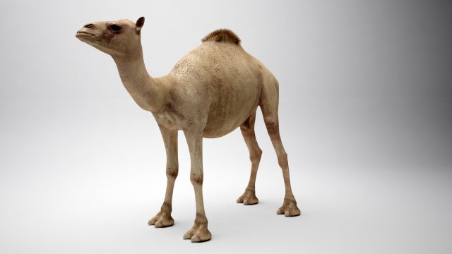 egyptian camel 3D Model .c4d .max .obj .3ds .fbx .stl .blend 