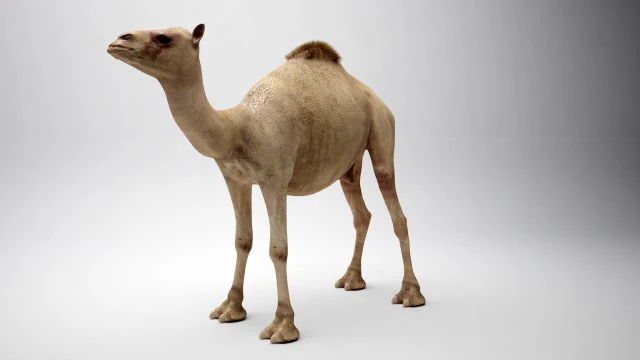 egyptian camel 3D Model .c4d .max .obj .3ds .fbx .stl .blend 