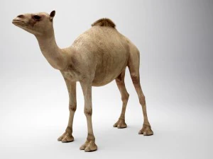 camello egipcio Modelo 3D