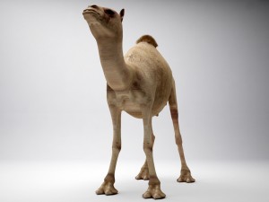 egyptian camel 3D Model