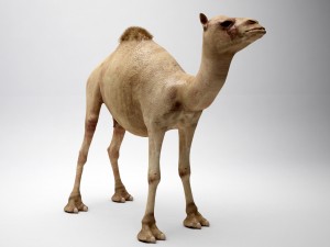 egyptian camel 3D Model