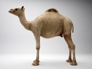egyptian camel 3D Model