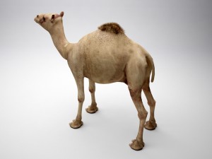 egyptian camel 3D Model