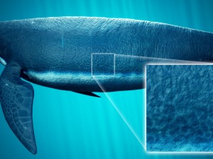 ocean plesiosaur pack - with ue4 support Modèle 3D