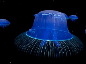 jellyfish - ue4 octane support 3D-Modell