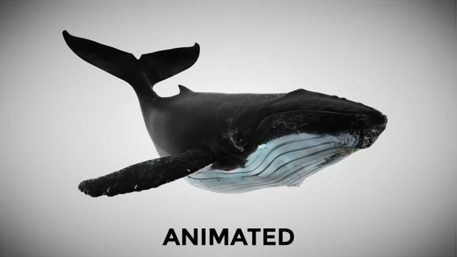 humpback whale with octane support 3D Model .c4d .max .obj .3ds .fbx .stl .blend
