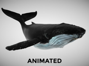 humpback whale with octane support 3D Model