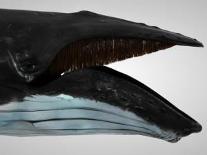 humpback whale with octane support 3D-Modell