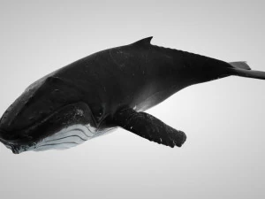 humpback whale with octane support 3D Model