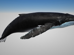 humpback whale with octane support 3D-Modell