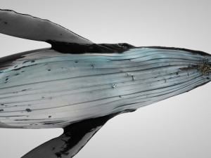 humpback whale with octane support 3D-Modell